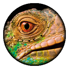 reptile and amphbian eyes
