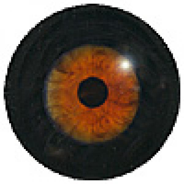 190MB - mit schwarzer Sklera Z30 - Größe: 24mm  | Iris: 13mm